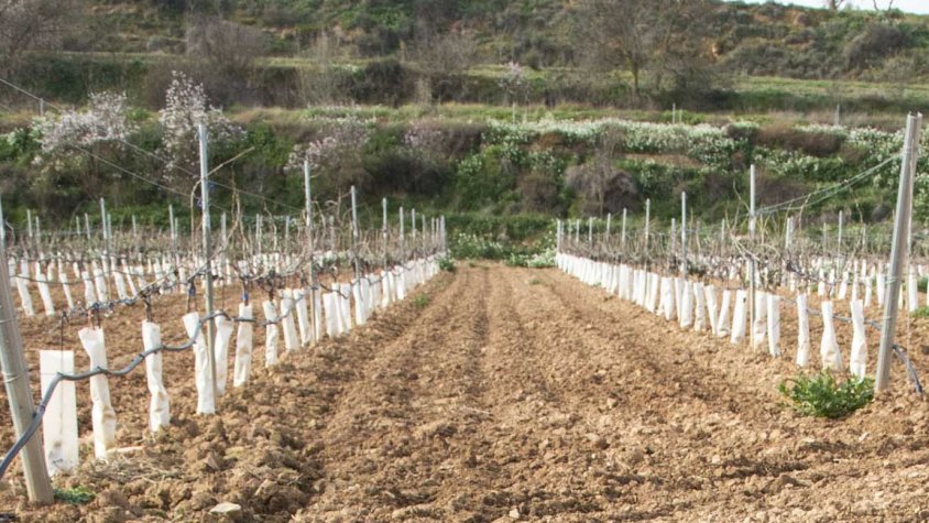 Imatge d'arxiu d'una finca amb protectors
