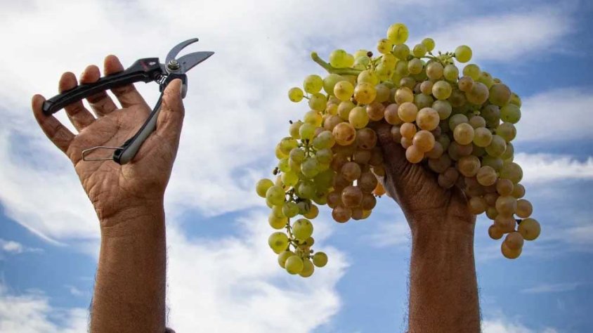 La verema va començar el 19 d'agost amb el Macabeu
