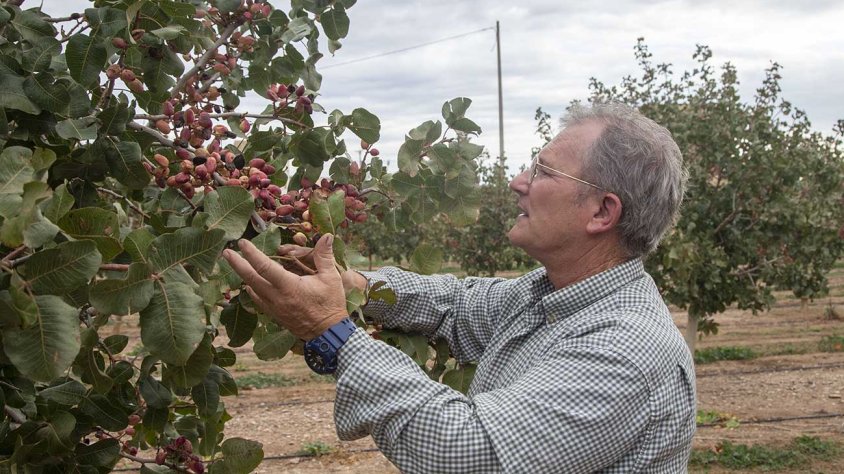 Ramon Boleda destaca la qualitat de la producció de pistatxo en aquesta finca del Tarròs