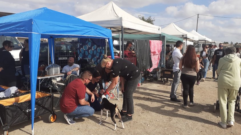 Els diversos estands dels participants a les proves canines de la fira