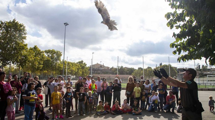 Alliberament d'un aligot comú amb nombrós públic familiar