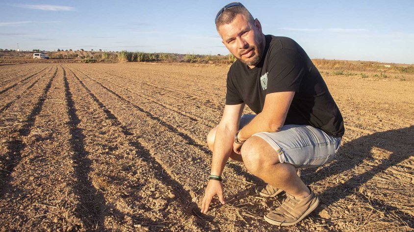 Joan Piera mostra un camp de colza arrassat