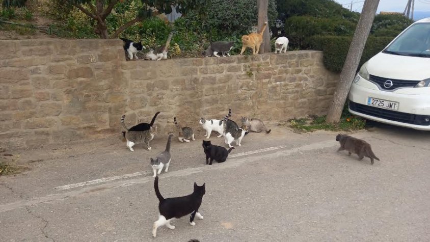 Imatge d’alguns gats ja esterilitzats de la colònia del nucli d’Ossó