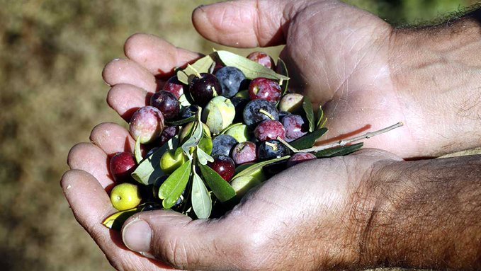 Olives collides a Llardecans