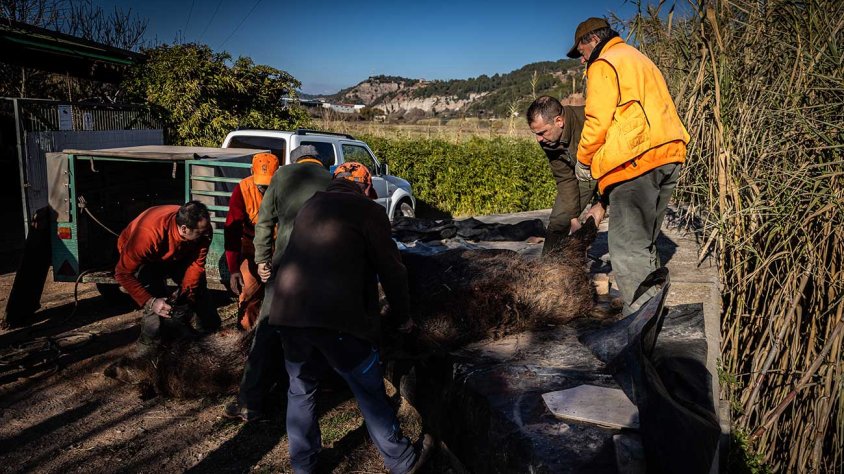 Els caçadors recullen els exemplars abatuts