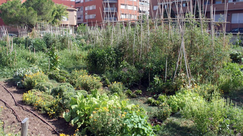 Imatge d'arxiu dels horts urbans