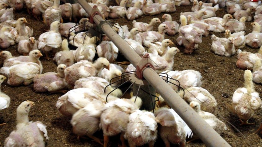Imatge d'arxiu d'una explotació avícola a les comarques de Lleida