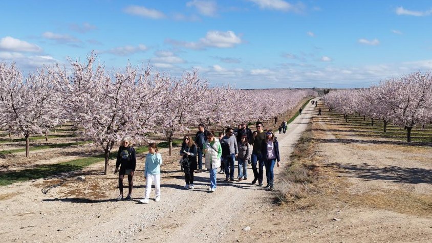 Imatge d'arxiu d'una passejada entre ametllers florits