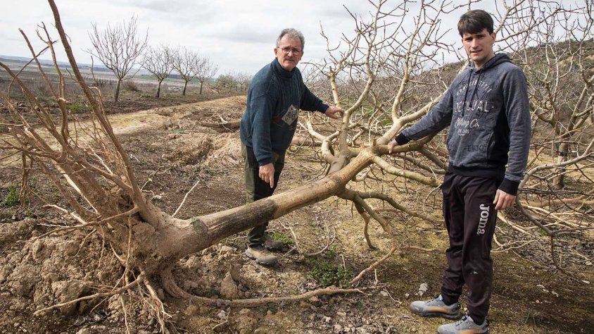 En cinc anys han hagut d’arrancar 400 pistatxers morts per les destrosses dels conills