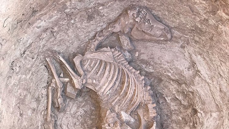 L'esquelet de cavall localitzat al fons d'una sitja en el decurs de les obres de la xarxa de reg del canal Segarra-Garrigues, a Verdú