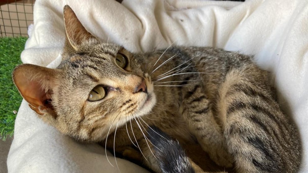 La Flaki, en adopció