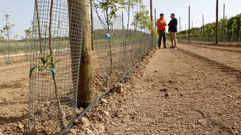 Protectors metàl·lics a fruiters d'una finca de Miralcamp