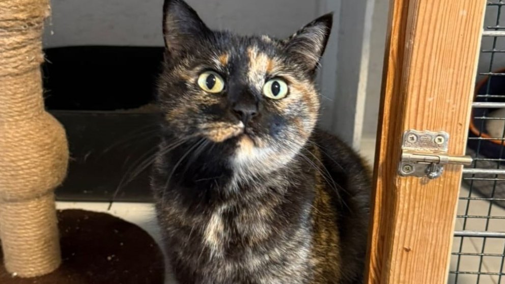 Kina, en adopció
