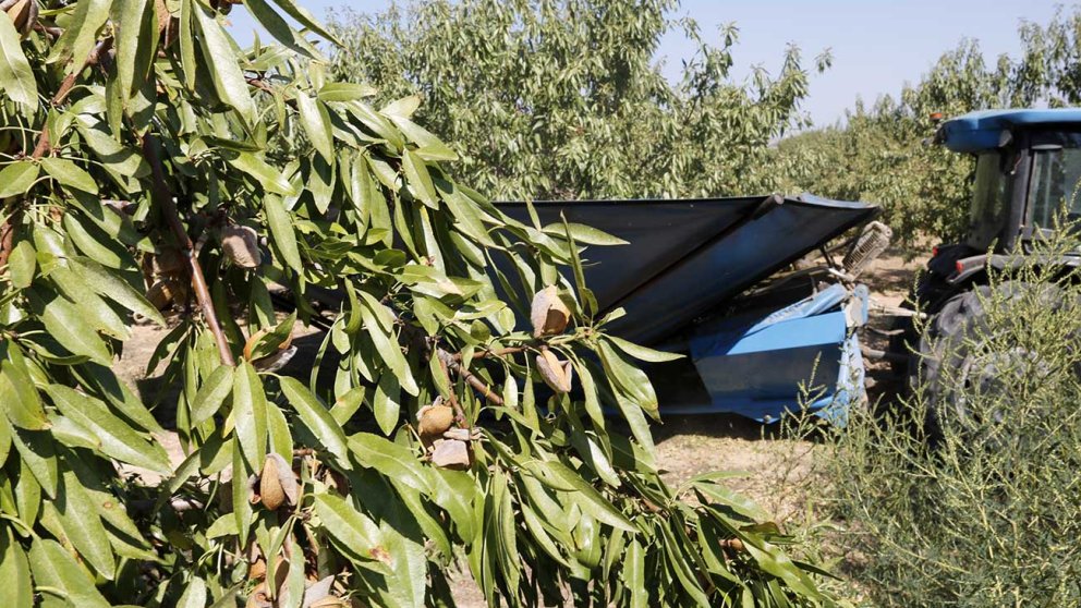 La collita d'ametlla podria augmentar un 11,2% enguany a Lleida