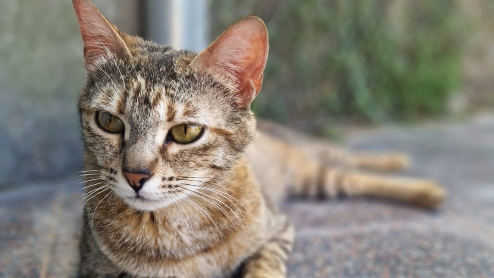 La Ponyo, en adopció