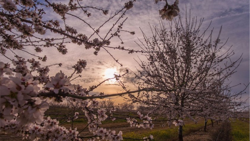 Ametllers florits de la companyia