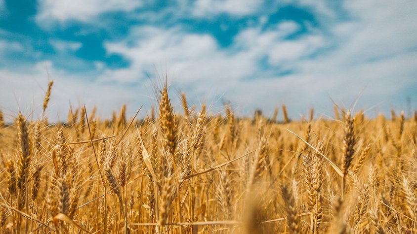 Un camp de blat